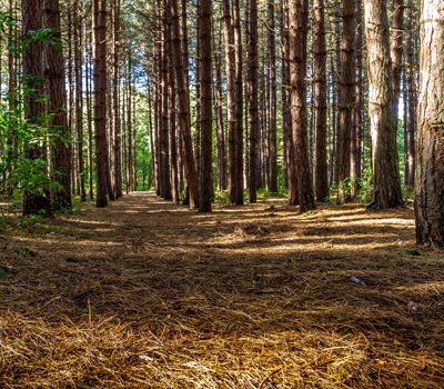 forest-square-GettyImages-987958870
